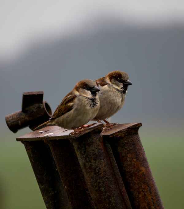 Vogelpärchen
