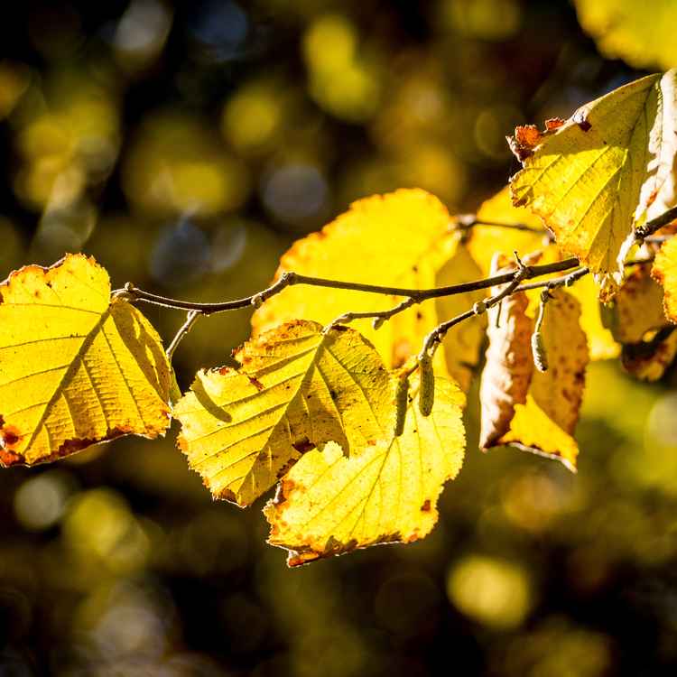 Herbstgold