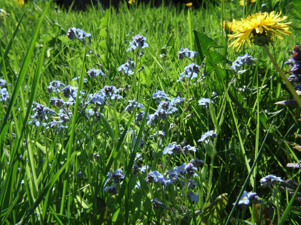 Blumenwiese
