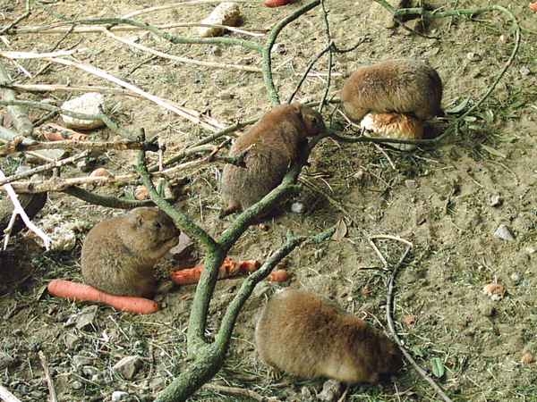 Murmeltiere