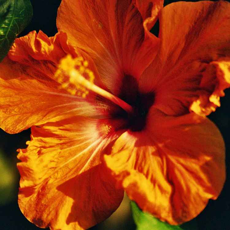 Hibiskus