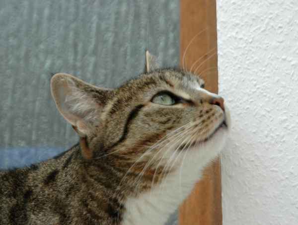 Weiße Katze auf weißem Grund :o))