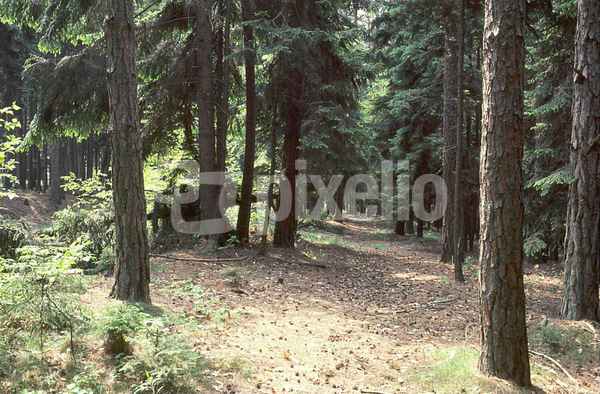 Märchenwald