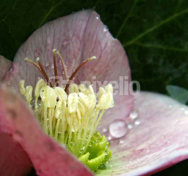 Schneerose