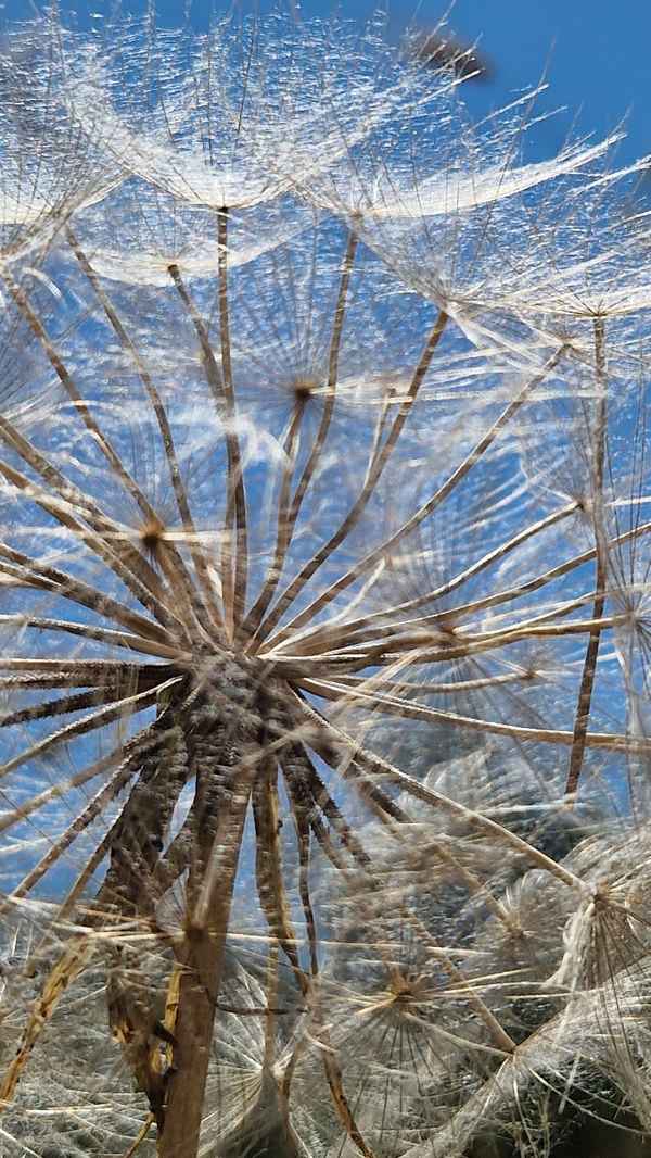 Pusteblume