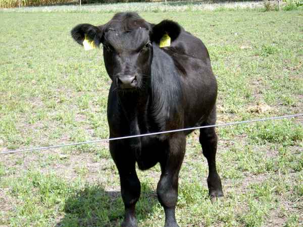 Nur echt mit Knopf im Ohr ??? Oder schon Rinderwahn??