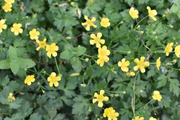 Flower on garden