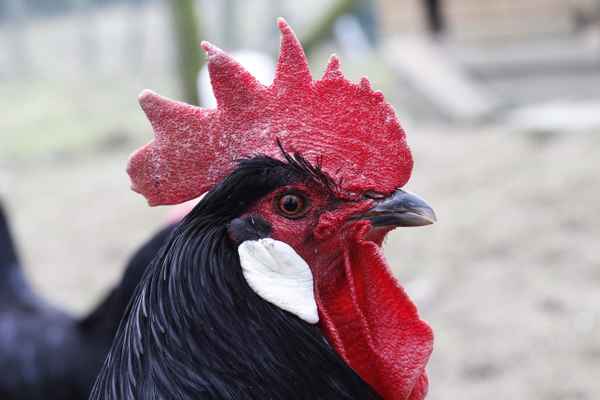 klar,bin ich eitel, na und