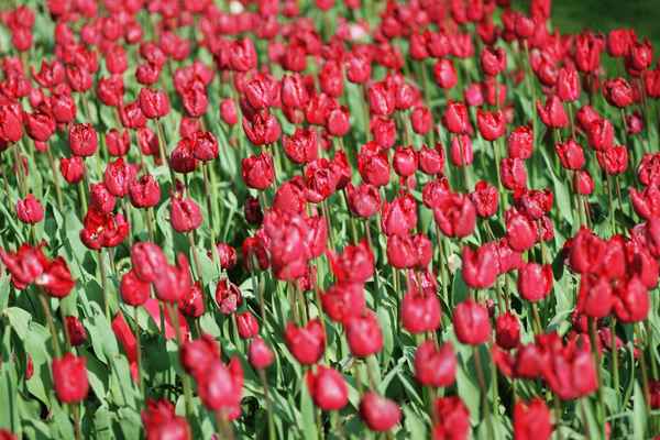Tulpen aus Amsterdam