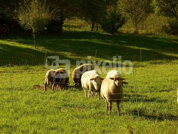 Schafe auf der Weide
