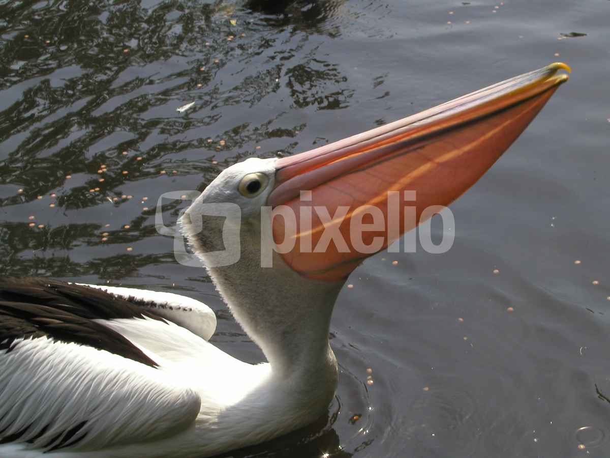 Pelikan