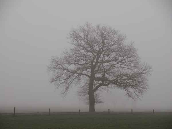 mein freund der baum 4