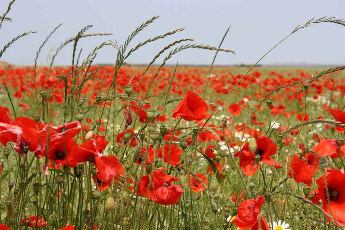 Mohnblumen