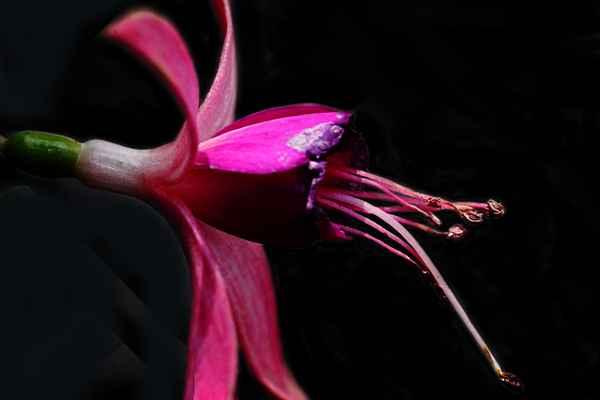 Fuchsie