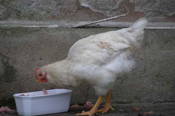 Huhn