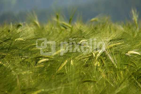 Getreide im Wind