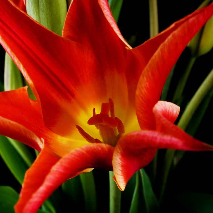 Yet another Tulpenbild