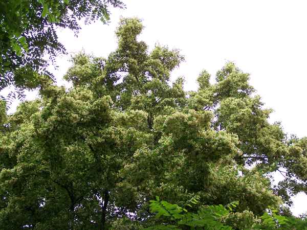 Lindenblüten 2