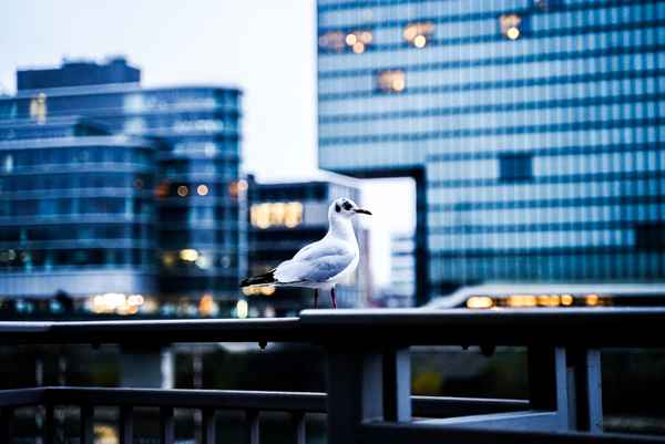 Düsseldorf I