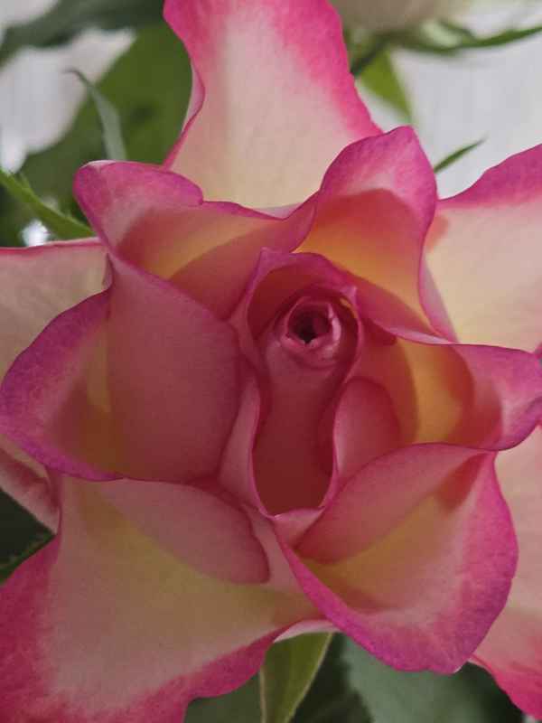 Rosa Rose