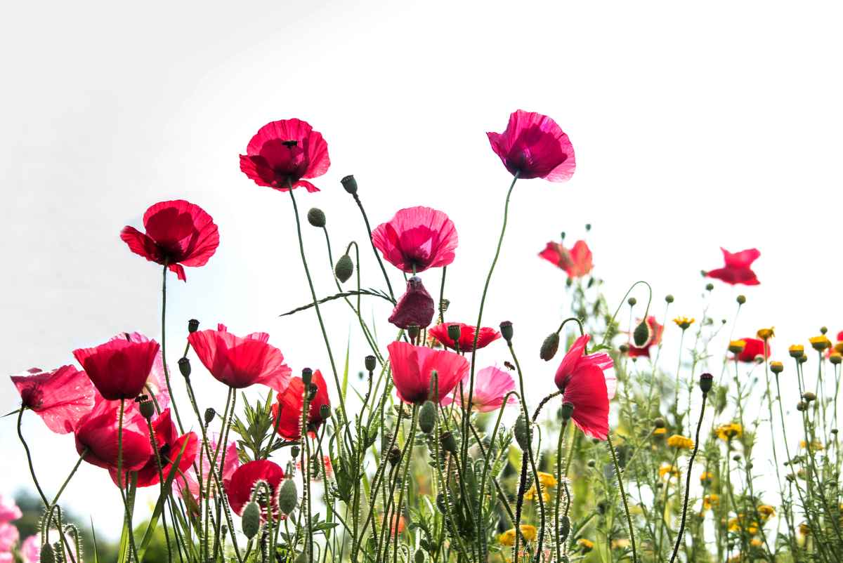 Sommerfeeling mit grauem Himmel