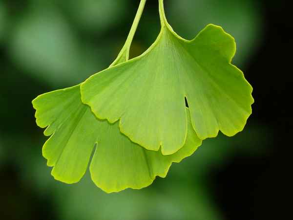 "Ginkgo-biloba"
