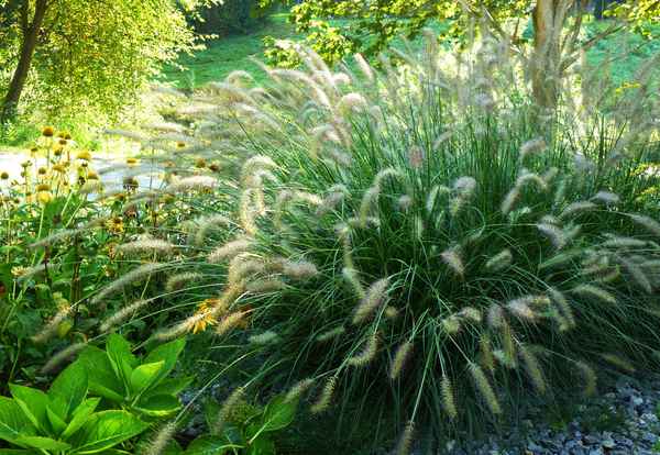 Pflanzen-Arrangement