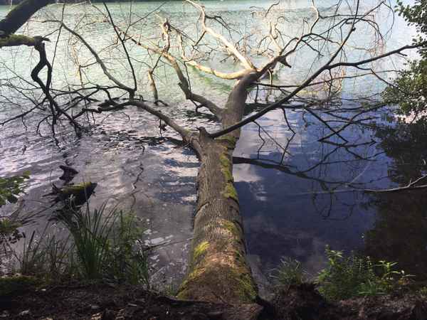 Umgestürzter Baum im Wasser / Foto: Alexander Hauk