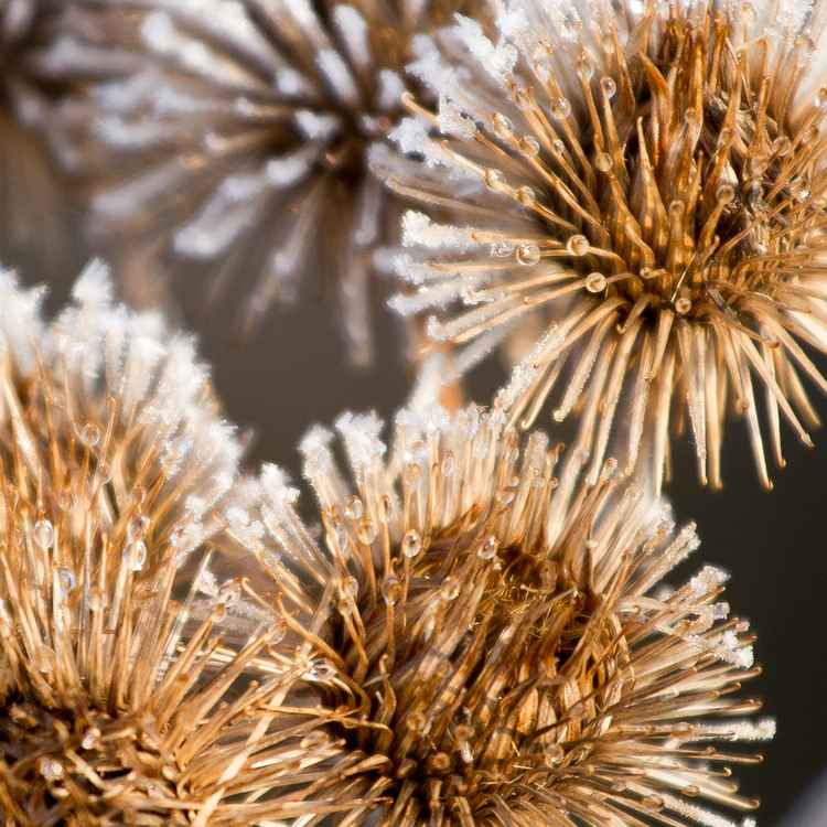 Distel im Winter