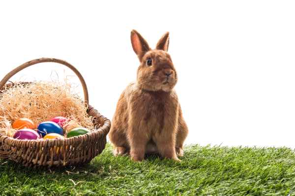 Osterhase