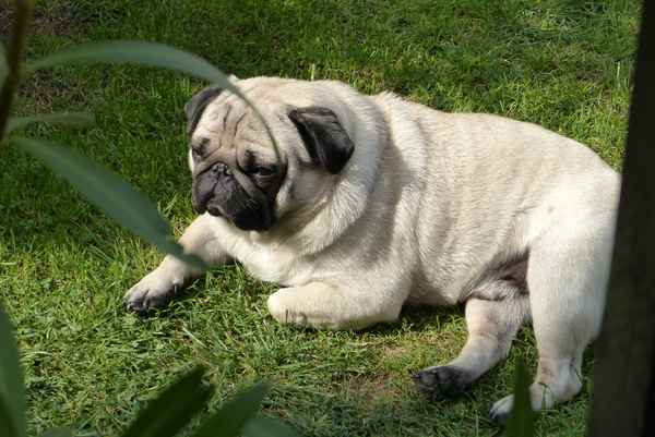 Mops