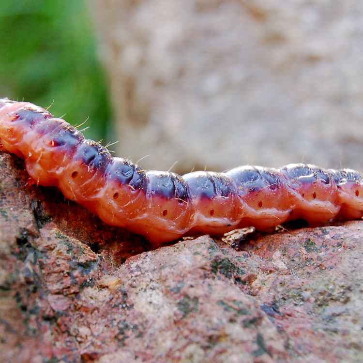 Raupe des Weidenbohrers