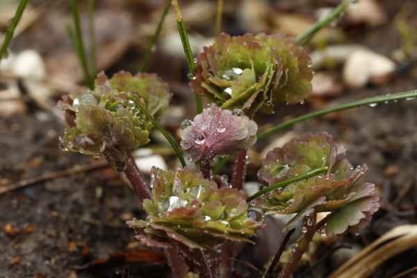 frauenmantel im regen