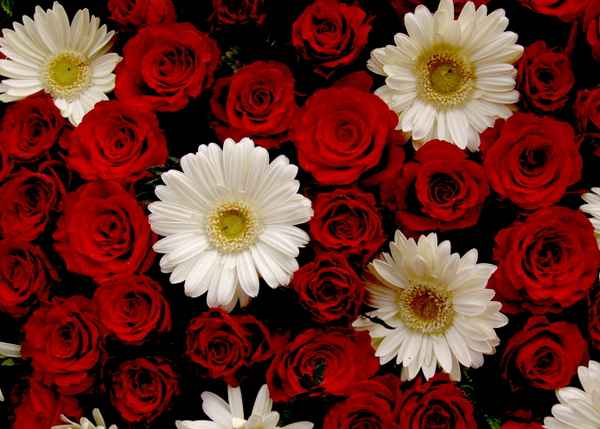 Rote Rosen