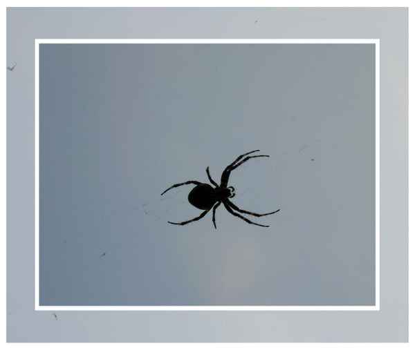 SPINNE  SPINNT !