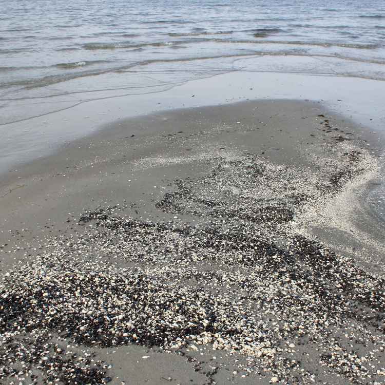 Muschelbank