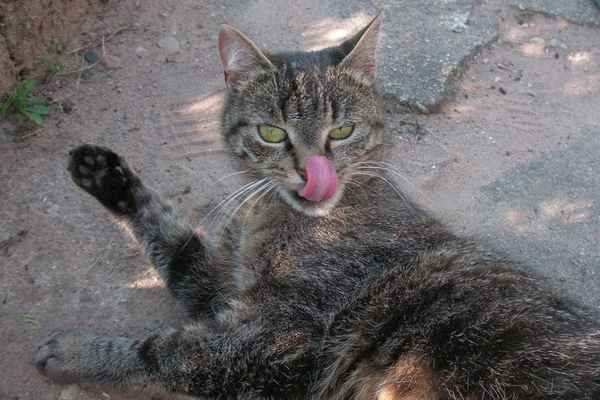 Katzenzunge