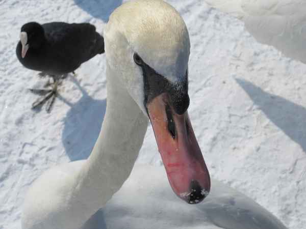 Mein lieber Schwan / Foto: Alexander Hauk