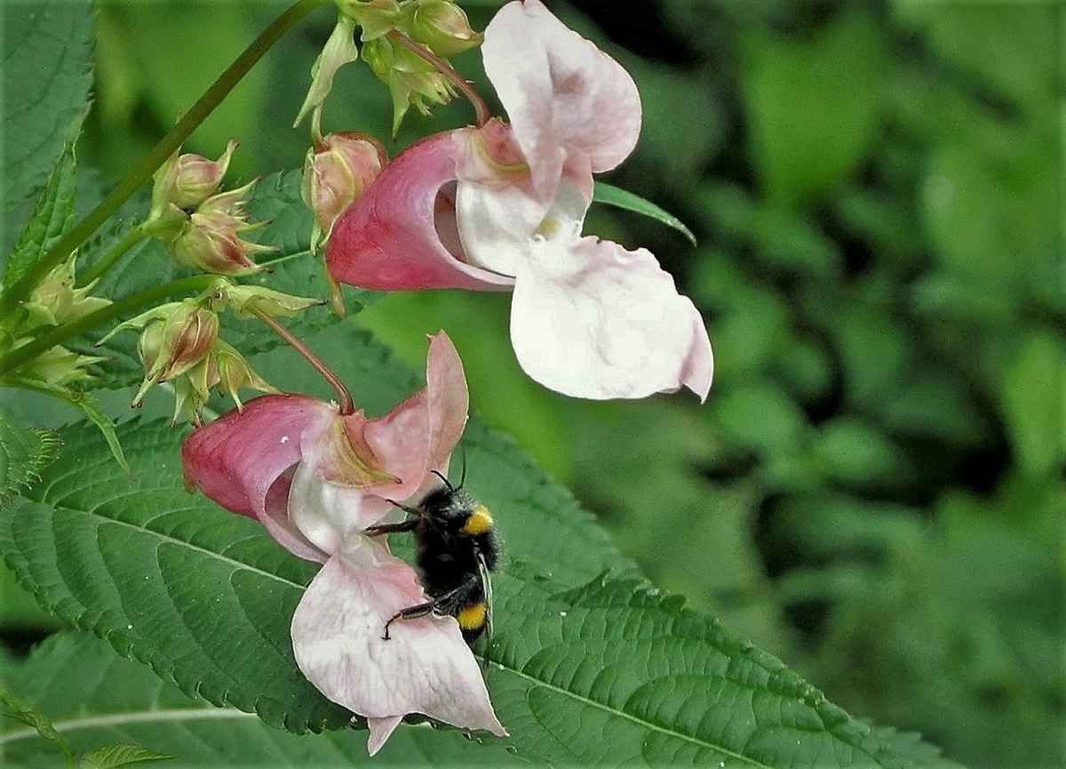 Schönheit in Pastell