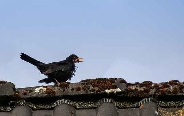 Zerschundener Freier