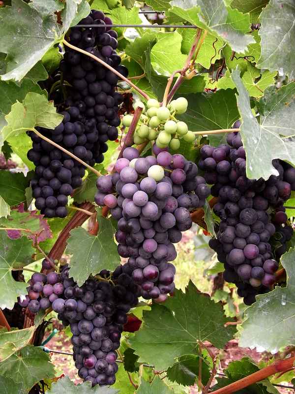  pfälzer trauben...weinlese in 3 wochen