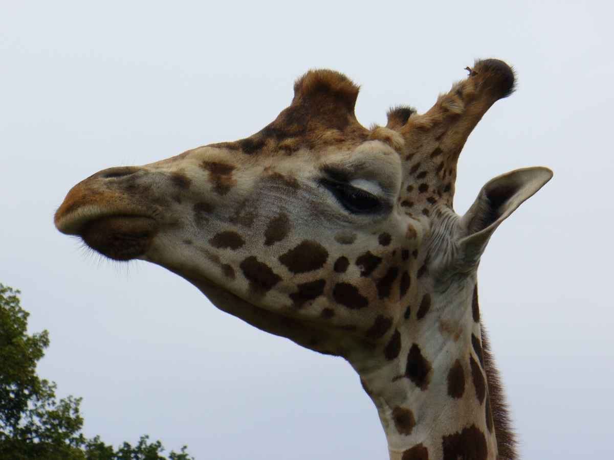 Giraffe
