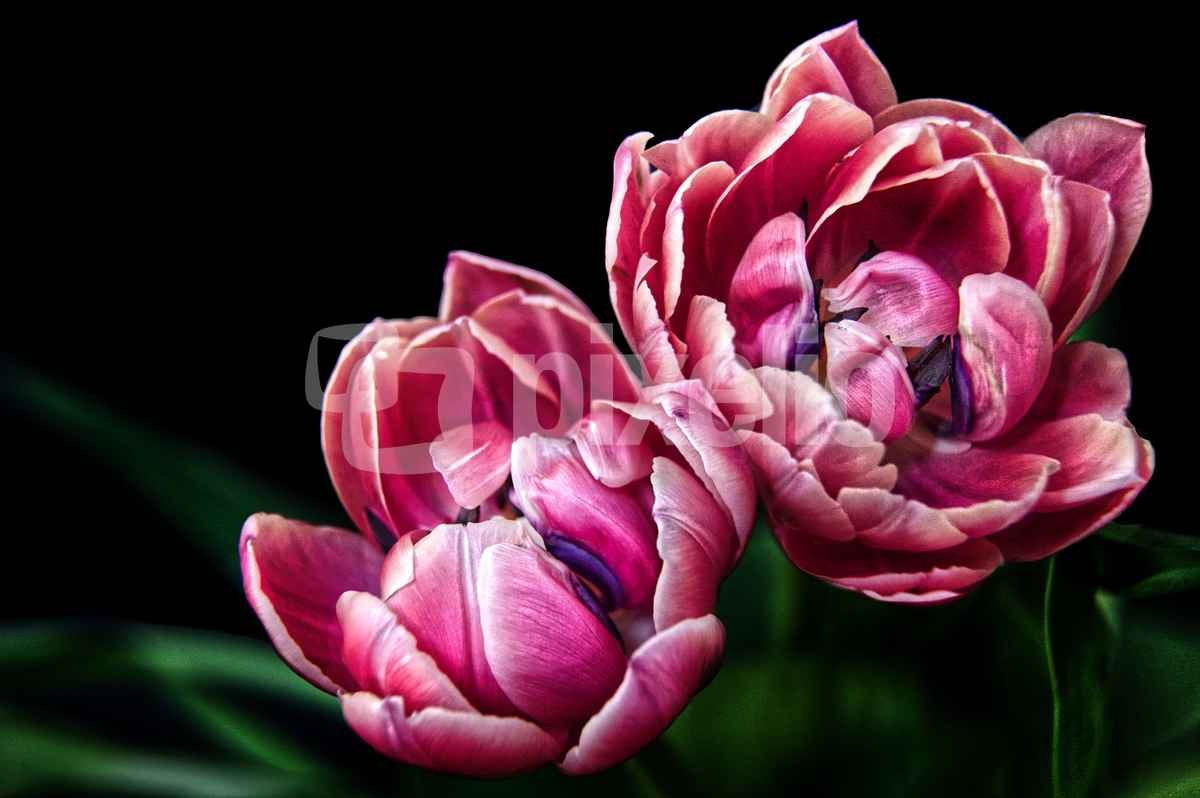 Zwei Tulpen