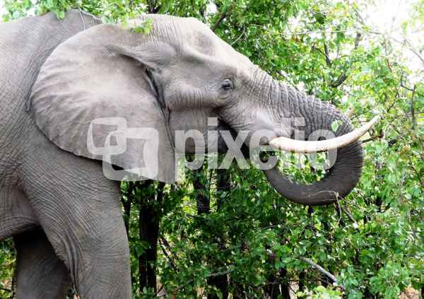 Elefant im Krüger-Park