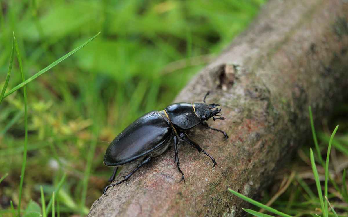 Hirschkäfer ... weiblich
