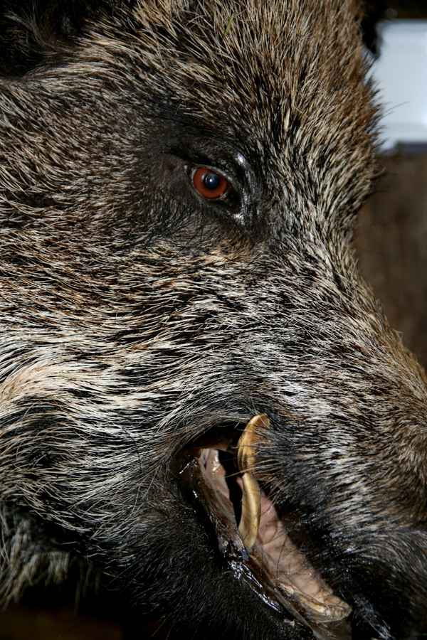 Tierpräperat Keiler - Detail