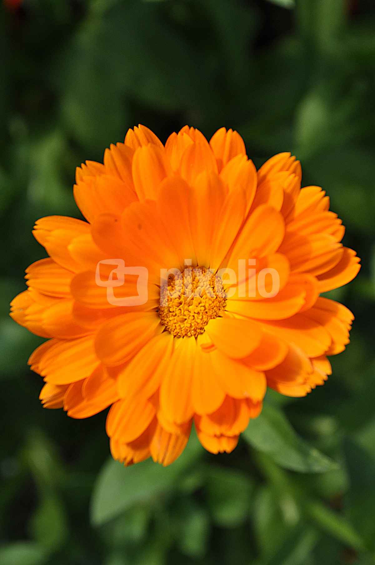 Orangene Blume