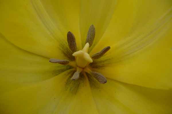 noch eine Tulpenblüte