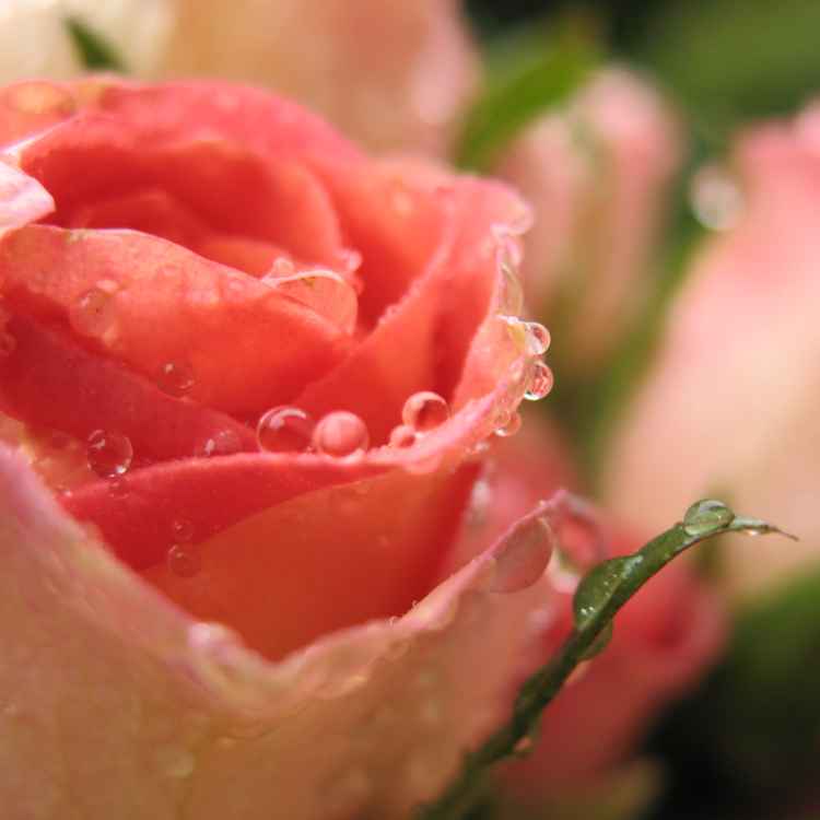 Rosenblüte