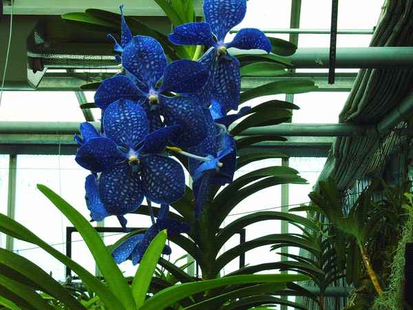 ORCHIDEE/DAHLENBURG